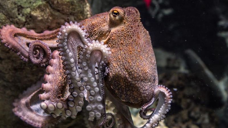 章魚有3顆心臟9個腦　超級「有腦」