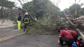颱風,騎士,路樹,台北,翻攝畫面