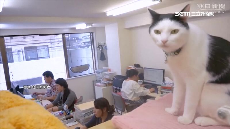喵星人入侵辦公室！網暴動喊：太過分