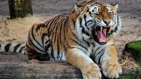 -老虎-（示意圖／取自Pixabay）