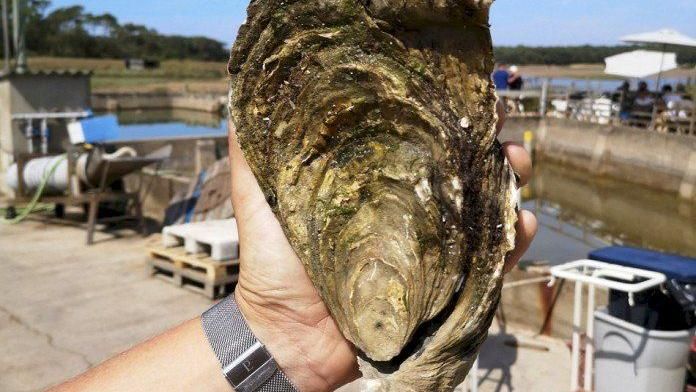 捕獲1.44公斤生蠔　和手臂一樣長