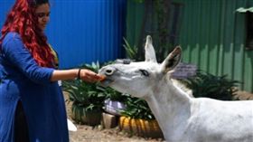 印度,網紅,唱歌,母驢。(圖/翻攝自al-ain)