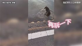 ▲黑狗「妹妹」在水田裡玩開了。（圖／網友 施承佑  授權）