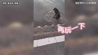 狗狗想揪團玩水　主人戲劇性喊「不」