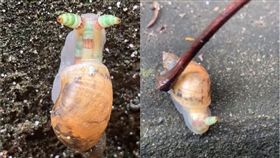 彰化,蝸牛,雙盤吸蟲,寄生,彰化,（圖／翻攝自台灣陸生蝸牛交流園地）