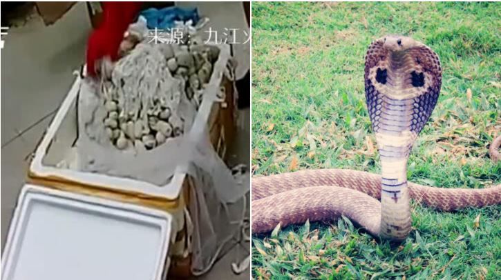 網購5百蛋！託運太熱…蛇孵化超驚悚