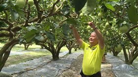 認購,文旦,花蓮,滯銷,中秋