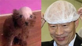 韓國瑜,韓粉的寵物 圖/高市府提供,翻攝自臉書草包沒有派對–韓總嘉言錄