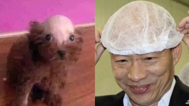 把寵物剃禿　韓粉：狗都支持韓國瑜