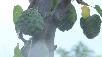 飆38度吹焚風　釋迦農急灑水護果！