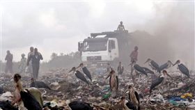 印度,貧民,垃圾場,布洛根,大禿鸛。(圖/翻攝自推特)