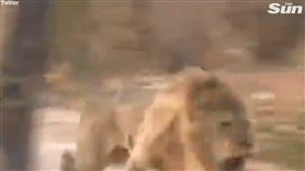 獵人,獵殺,獅子（圖／翻攝自太陽報）