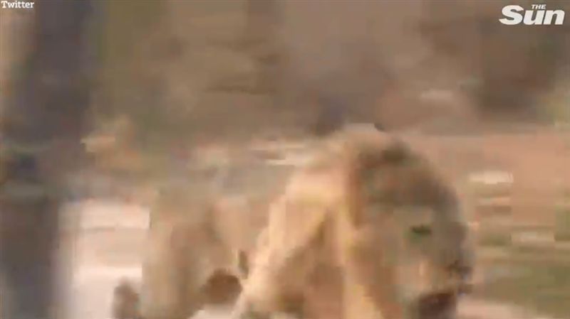 慘遭獵人圍攻殘殺…獅子王慘死畫面曝