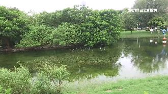 高雄中央公園佈茂密水草　遊客：好噁