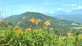 k金針白衣女1800