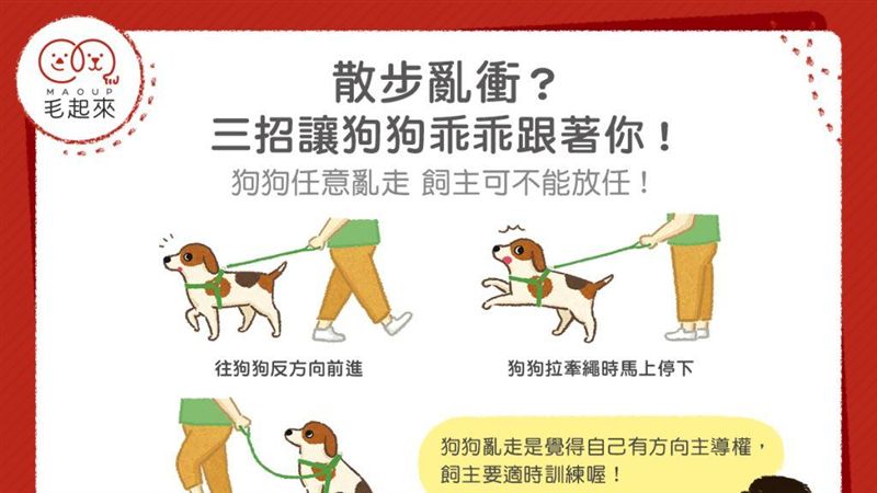 散步亂衝？三招讓狗狗乖乖跟著你！