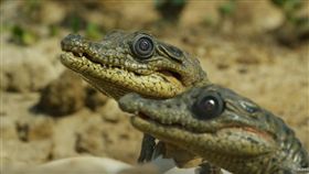 （圖／翻攝自BBC YouTube）荒野間諜,鱷魚,仿真