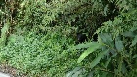 台東紅石林道又見熊蹤