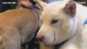 ▲被吵醒後仍舊神情淡定。（圖／白柴小阿呆 授權）