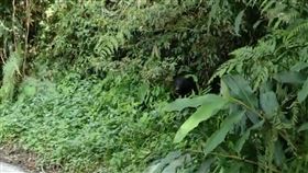 台東縣,海端鄉,紅石林道,黑熊,自身安全(圖/民眾提供)中央社
