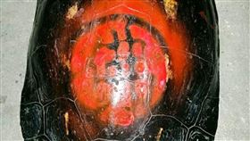 台東縣,崔曉峰,生態調查,被紅漆塗字,台灣斑龜(圖/崔曉峰提供)中央社