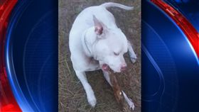 美國,比特犬,鱷魚,短吻鱷, 安樂死。(圖/翻攝自推特)