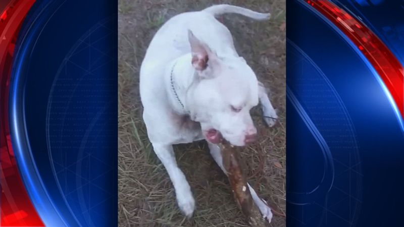 比特犬淪鱷魚零食　像吉娃娃被一口吞