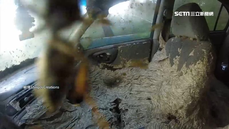 後院廢車長蜂巢！群蜂亂舞嚇壞網友