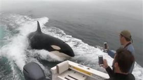 漁民,殺人鯨,早安美國,虎鯨。(圖/翻攝自youtube)