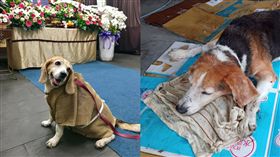 熱狗,離世,天使,孝服,主人,團聚(爆廢公社)
