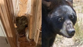 黑熊,美國,闖空門,進食期,牆壁,破牆,撞牆,動,動物,崩潰, 組合圖／翻攝自臉書、pixabay