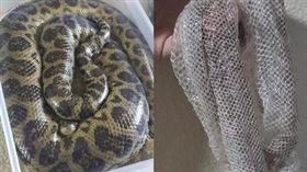 黃森蚺,脫皮,聖地牙哥。(圖/翻攝自臉書)