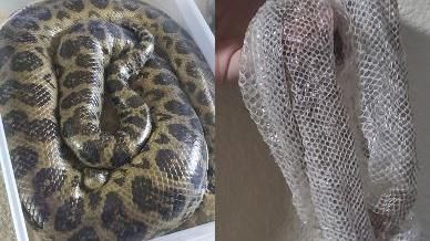 幫蛇脫皮　主人巧手撕出「泡泡紙」