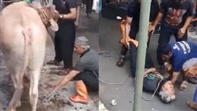 牛,馬來西亞,哈芝節,伊斯蘭教,真主,屠宰場,側踢,宰殺,屠夫,祭拜, 圖／翻攝自YouTube