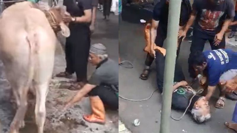 屠夫宰牛「遭牛側踢」！當場倒地不起