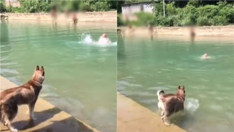 二哈下水救溺水主人　結局笑翻網友