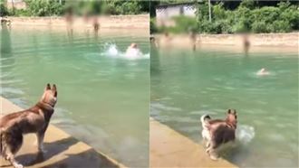 二哈下水救溺水主人　結局笑翻網友