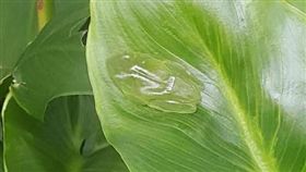 花蓮德森農場生態池出現一隻，身體近乎透明的樹蛙。