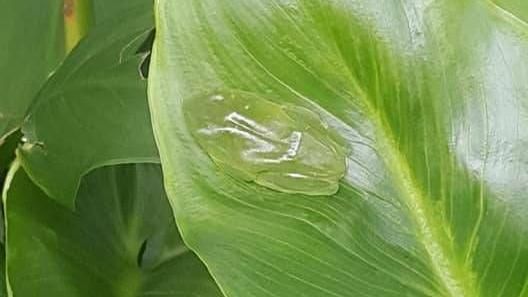「透明果凍蛙」晶瑩剔透到快不見了！