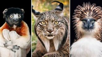 驚豔！6大「瀕危物種」絕美身影曝光