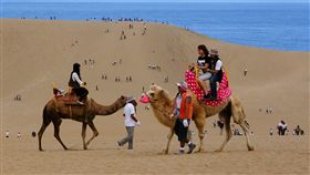 華信將開航日本鳥取　旅客可騎駱駝賞砂丘華信航空8日宣布，9月4日起開航台中直飛日本鳥取，每週2班，並與旅遊業者合作多種行程，其中推薦首選是鳥取砂丘，旅客可以邊騎乘駱駝邊欣賞壯麗的砂丘美景。（華信航空提供）中央社記者汪淑芬傳真　108年7月8日