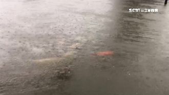 水淹生態池！成群鯉魚「慢游草地」