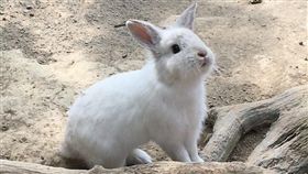 兔子,記者劉沛妘 攝