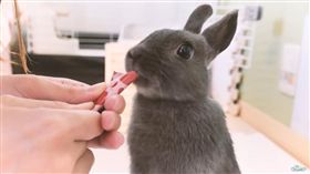 兔子裝死,(翻攝自YT:Ryuuu TV / 學日文看日本)