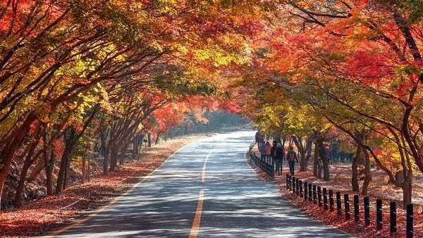 韓國首爾自由行　送內藏山賞楓1日遊