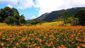 ▲赤柯山花海美景（圖／部落客：「肉魯 走遍全台灣‧環遊全世界」授權提供，非經同意請勿轉載。以下同）