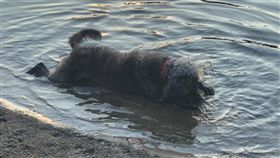 狗,寵物,毛小孩,中毒,藍綠菌,癲癇,死亡,美國,汙染,池塘,戲水,　圖／翻攝自臉書