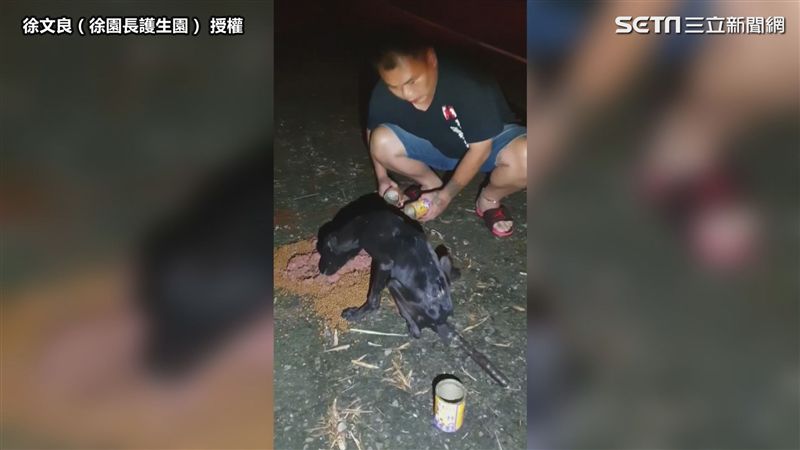 挨餓小黑犬遭遺棄　拖著瘸腿猛吃飼料