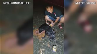 挨餓小黑犬遭遺棄　拖著瘸腿猛吃飼料