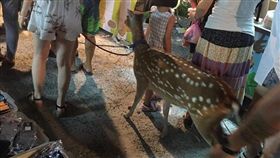 梅花鹿。（圖／翻攝自爆廢公社）